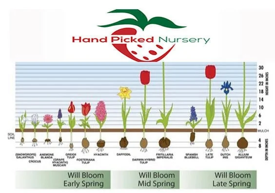 50 Saffron Crocus Sativus Bulbs – Large 9/10cm – Grow Your Own Spice - Image 4