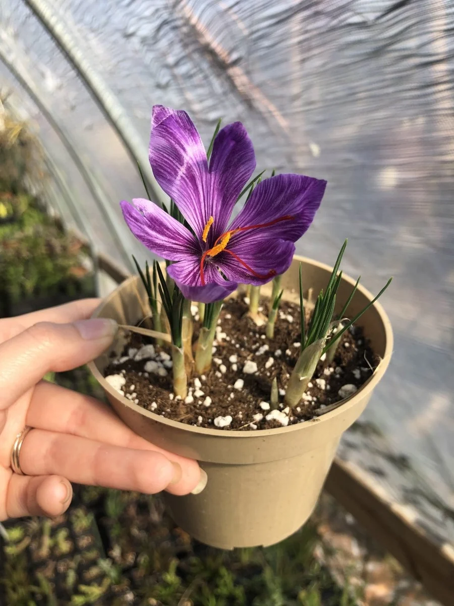 50 Saffron Crocus Sativus Bulbs – Large 9/10cm – Grow Your Own Spice - Image 1