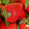 50 San Andreas Strawberry Plants - Day Neutral Everbearing Live Plant - Image 1