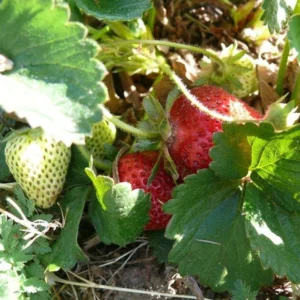 50 Sequoia Strawberry Bare Roots - Fragaria x ananassa - Sweet, Prolific Fruiting Plants - Image 2