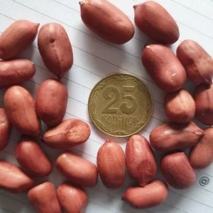 50+ Spanish Peanut Seeds for Planting - High Germination Vegetable Seeds Outdoor - Image 1