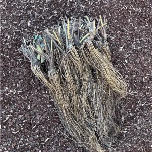 50 Sparkle Strawberry Bare Root Plants - June Bearing, Heirloom Variety - Image 3