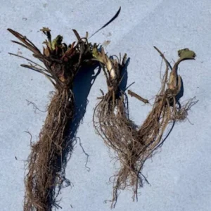 50 Surecrop Strawberry Bare Roots - Fragaria ananassa Plants for Home Garden - Image 4