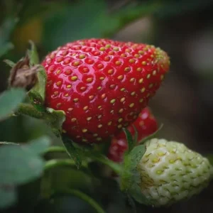 50 Sweet Charlie Strawberry Bare Roots - Fragaria - June-Bearing - Image 4