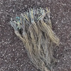 50 Sweet Charlie Strawberry Bare Roots - Fragaria - June-Bearing - Image 6