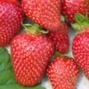 50 Tennessee Beauty Junebearing Strawberry Live Plants - Perennial Fruit - Image 1