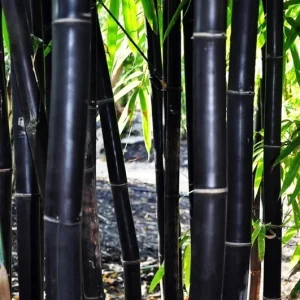 50 Timor Black Bamboo Seeds - Clumping, Exotic Privacy & Shade Screen, Perennial - Image 2