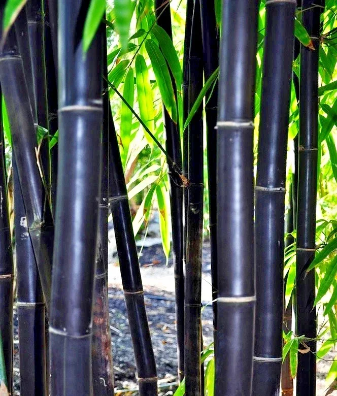 50 Timor Black Bamboo Seeds - Clumping, Exotic Privacy & Shade Screen, Perennial - Image 1
