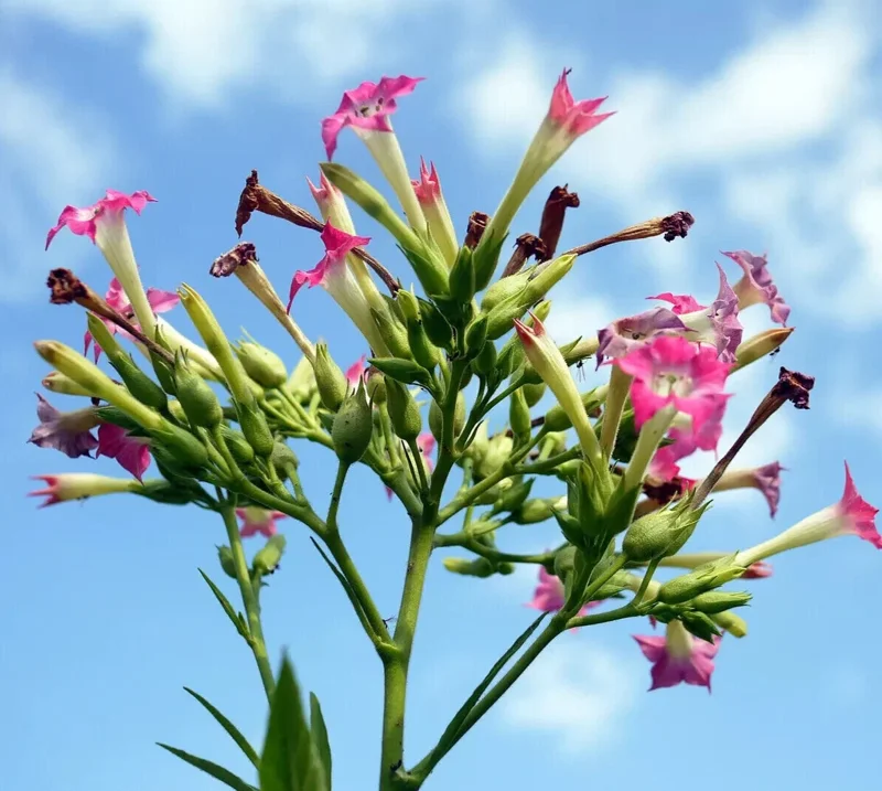 50+ Tobacco Seeds - Havanna Gold - Herb Seeds - USA Grown - Non Gmo Fast grow US - Image 2