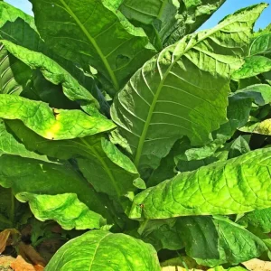 50+ Tobacco Seeds - Havanna Gold - Herb Seeds - USA Grown - Non Gmo Fast grow US - Image 1