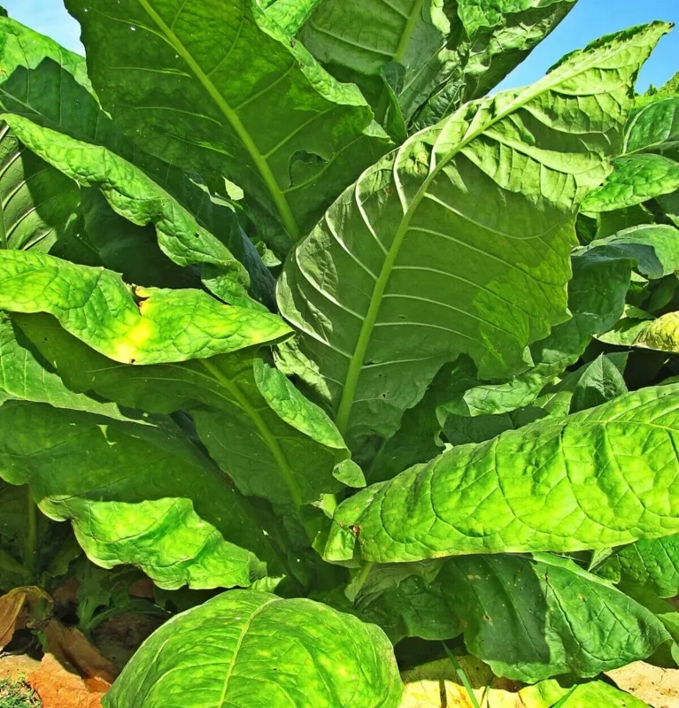 50+ Tobacco Seeds - Havanna Gold - Herb Seeds - USA Grown - Non Gmo Fast grow US - Image 1