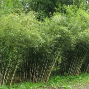 50 Umbrella Bamboo Seeds - Clumping Privacy Screen, Exotic Shade, Perennial - Image 2