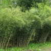 50 Umbrella Bamboo Seeds - Clumping Privacy Screen, Exotic Shade, Perennial - Image 1
