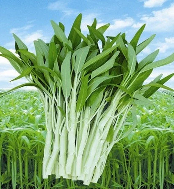 50+ White Stem Water Spinach Seeds - Ong Choy, Kong Xin Cai, Rau Muống Trắng - Vegetable Seeds - Image 1