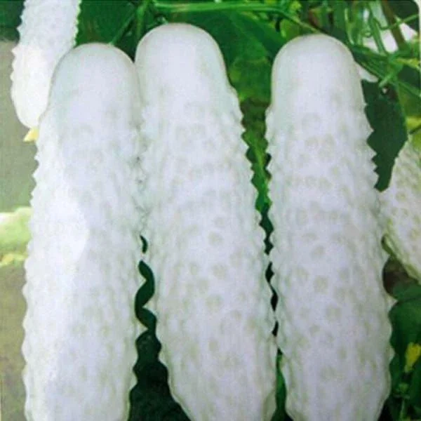 50+ White Wonder Cucumber Seeds - Organic Non-GMO Vegetable Seeds - Image 1