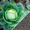 500 All Seasons Cabbage Seeds - Organic Vegetable Seeds - Heat Resistant - Image 1