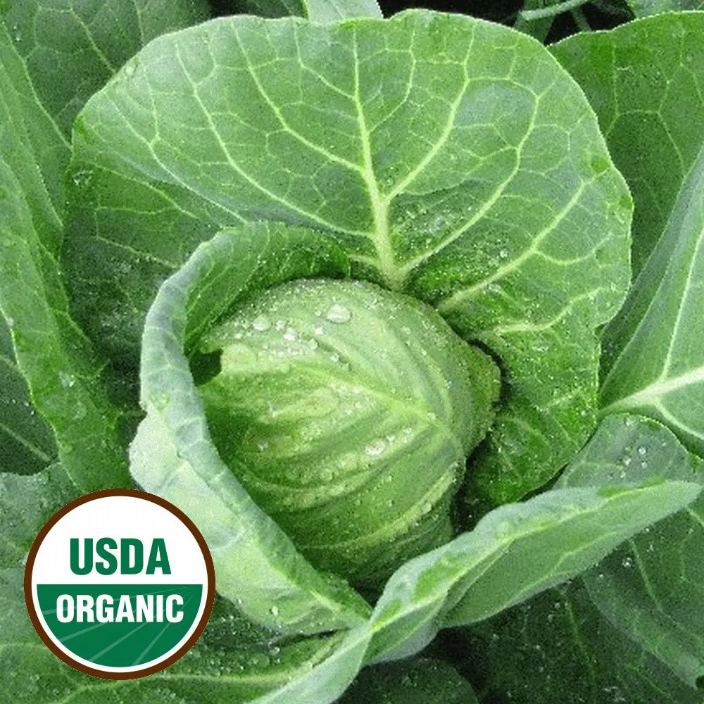500 All Seasons Cabbage Seeds - Organic Vegetable Seeds - Heat Resistant - Image 3