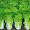500+ Chinese Cabbage Seeds - Pak Choi Kuai Cai - Fast-Growing, Non-GMO - Image 1