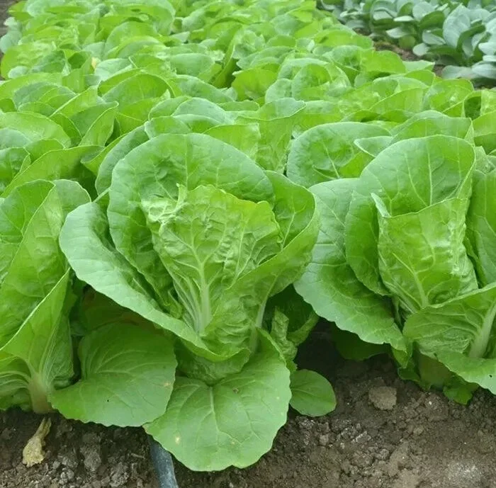 500+ Chinese Cabbage Seeds - Pak Choi Kuai Cai - Fast-Growing, Non-GMO - Image 2
