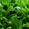 500+ Culantro Recao Seeds - Mexican Coriander Herb Seeds - Indoor/Outdoor - Image 1