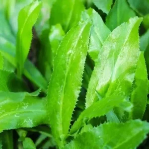 500 Culantro Seeds - Recao, Ngò Gai, Coriander, Eryngium foetidum - Grow Your Own Herb - Image 2