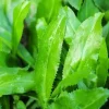 500 Culantro Seeds - Recao, Ngò Gai, Coriander, Eryngium foetidum - Grow Your Own Herb - Image 1