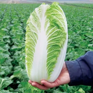 500+ Michihili Napa Cabbage Vegetable Seeds | Non-GMO | Easy to Grow Outdoor - Image 1