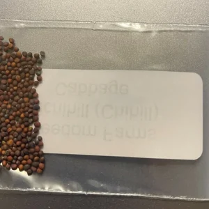 500 Napa Michihili Cabbage Seeds - Heirloom Vegetable Seeds for Garden - Image 2