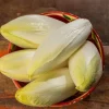 500+ Organic Belgian Endive Witloof Chicory Seeds - Non-GMO Vegetable - Image 1