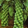 500+ Organic Catskill Brussels Sprouts Seeds - Non-GMO Vegetable Seeds for Garden - Image 1