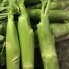 500+ Organic Chinese Big Stem Gai Lan Seeds - Non-GMO Vegetable Seeds - Image 1