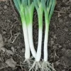 500+ Organic Green Onion Seeds - Tokyo Long White Bunching Scallion Shallot - Outdoor Vegetable Seeds - Image 1