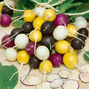 500+ Organic Halloween Mix Radish Seeds - Non-GMO Rainbow Radishes for Garden - Image 1