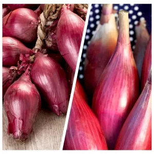 500+ Organic Italian Red Torpedo Onion Seeds - Rossa di Tropea, Non-GMO - Image 2