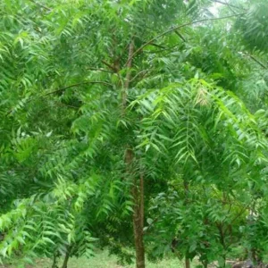 500+ Rare Neem Tree Seeds - Azadirachta Indica Non-GMO for Indoor & Outdoor Planting - Image 3