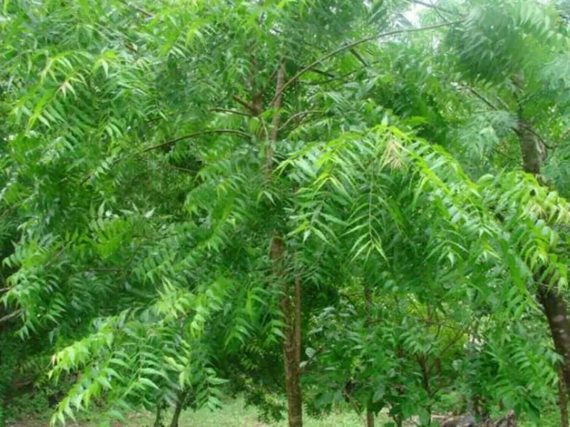 500+ Rare Neem Tree Seeds - Azadirachta Indica Non-GMO for Indoor & Outdoor Planting - Image 3