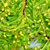 500+ Rare Neem Tree Seeds - Azadirachta Indica Non-GMO for Indoor & Outdoor Planting - Image 1