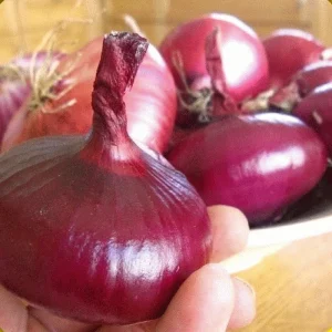 5000+ Red Cippolini Onion Seeds - Non-GMO Heirloom USA Grown Onion Seed Pack - Image 2