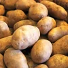 500G Russet Seed Potatoes - USDA Certified Planting Potato Bulbs - Easy Grow - Image 1