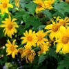 5x Mexican Sunflower Cuttings – Perennial Starter Pack – Fragrant - Image 1