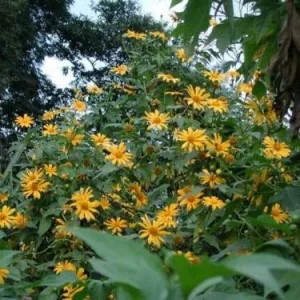 5x Mexican Sunflower Cuttings – Perennial Starter Pack – Fragrant - Image 3