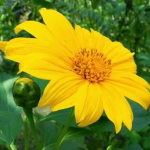 5x Mexican Sunflower Cuttings – Perennial Starter Pack – Fragrant - Image 4