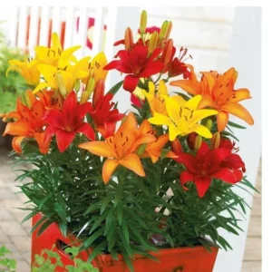 6 Asiatic Lily Flower Bulbs Mix - Perennial Butterfly Garden Plants - Image 12