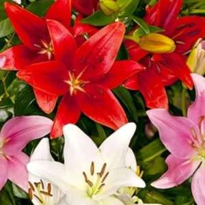 6 Asiatic Lily Flower Bulbs Mix - Perennial Butterfly Garden Plants - Image 4