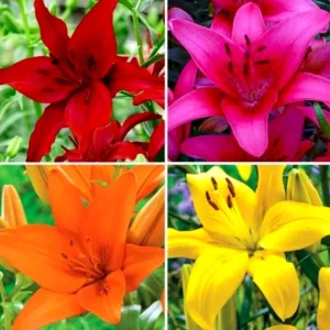 6 Asiatic Lily Flower Bulbs Mix - Perennial Butterfly Garden Plants - Image 7