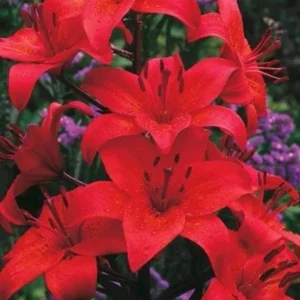 6 Asiatic Lily Flower Bulbs Mix - Perennial Butterfly Garden Plants - Image 8