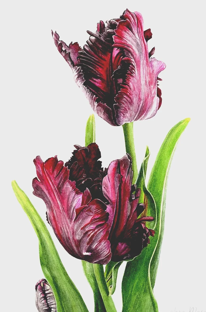 6 Black Parrot Tulip Flower Bulbs - Exotic Deep Purple Perennial Flowers - Image 4
