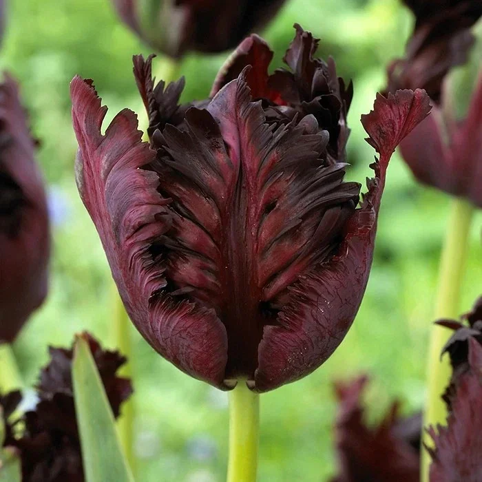 6 Black Parrot Tulip Flower Bulbs - Exotic Deep Purple Perennial Flowers - Image 6