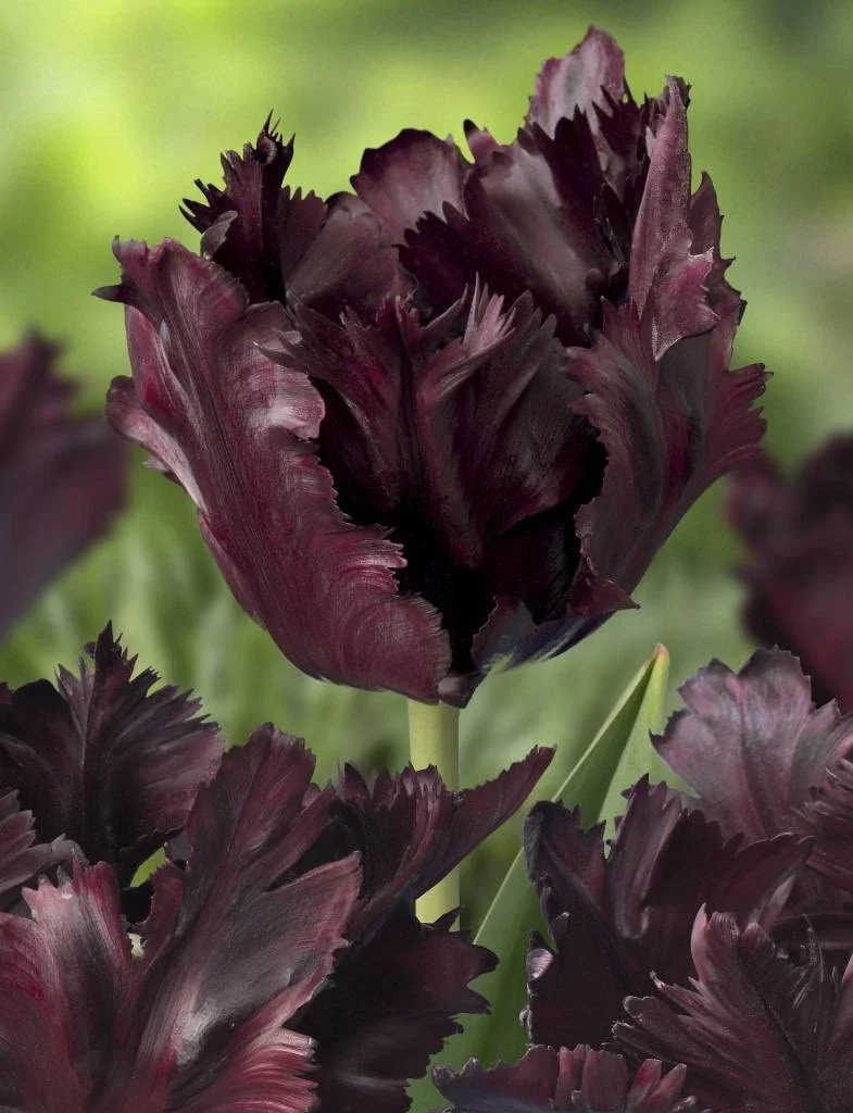 6 Black Parrot Tulip Flower Bulbs - Exotic Deep Purple Perennial Flowers - Image 9