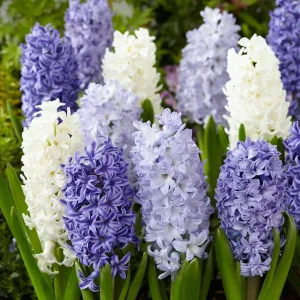 6 Delft Blue Hyacinth Bulbs - Fragrant Spring Flowers, 6-8